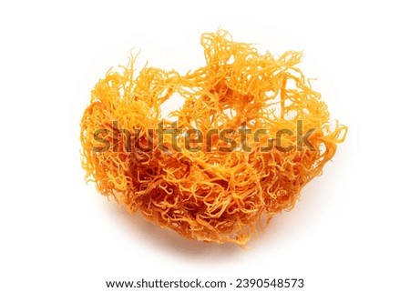 Irish sea moss. Chondrus Crispus, healthy organic raw seaweed, a close-up on a white background, isolated