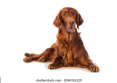 Irish Setter Dog Isolated On White Background