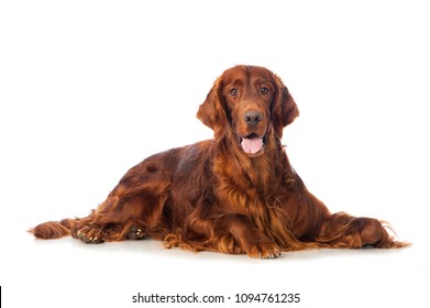 Irish Setter Dog Isolated On White Background