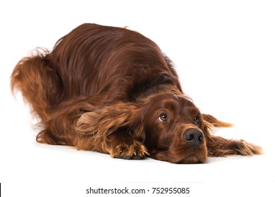 Irish Setter Dog Isolated On White Background