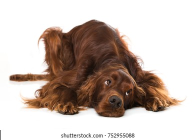 Irish Setter Dog Isolated On White Background