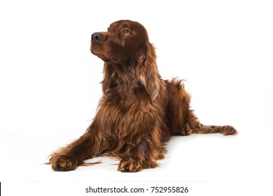 Irish Setter Dog Isolated On White Background