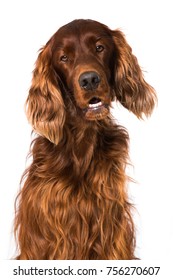 Irish Setter Dog Isolated On White Background