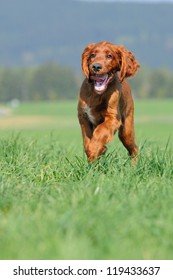  Irish Setter Dog Puppy