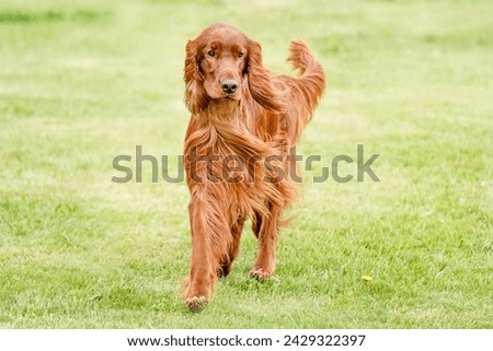 Irish setter dog standing in a field on a bright summer day
