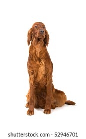 Irish Setter In Front Of A White Background