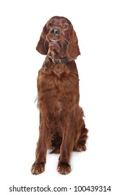 Irish Setter Hound In Front Of A White Background