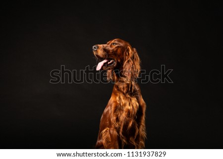 Irish Setter panting studio shot