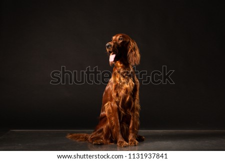 Irish Setter panting studio shot