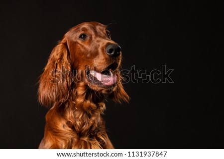 Irish Setter panting studio shot
