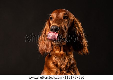 Irish Setter panting studio shot