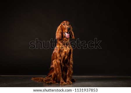 Irish Setter panting studio shot