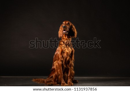 Irish Setter panting studio shot