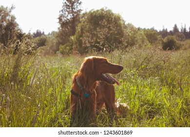 Irish setter puppy dog playing in field of tall grass - Powered by Shutterstock