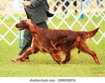 Irish Setter Showing At AKC Dog Show