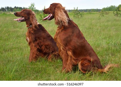 Irish Setter Sitting On A Green Grass Field