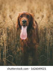 Irish Setter With Tongue Hanging Out.