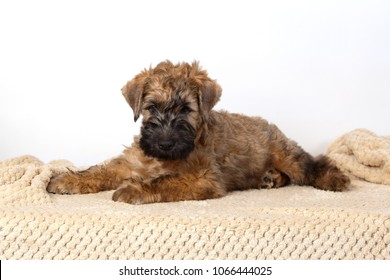  Irish Soft Coated Wheaten Terrier On White Background