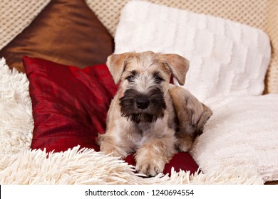 red wheaten terrier
