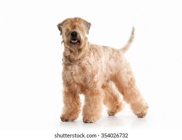 Irish Soft Coated Wheaten Terrier