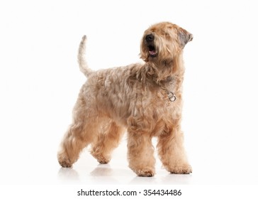 Irish Soft Coated Wheaten Terrier