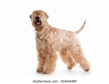 Irish Soft Coated Wheaten Terrier