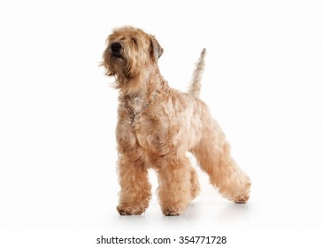 Irish Soft Coated Wheaten Terrier