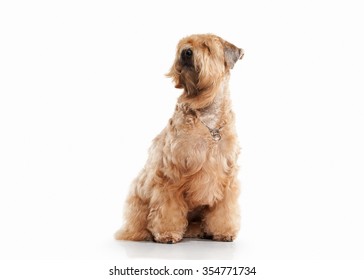 Irish Soft Coated Wheaten Terrier