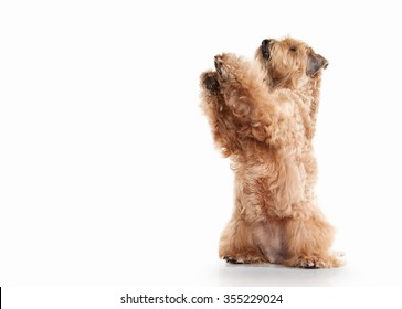 Irish Soft Coated Wheaten Terrier