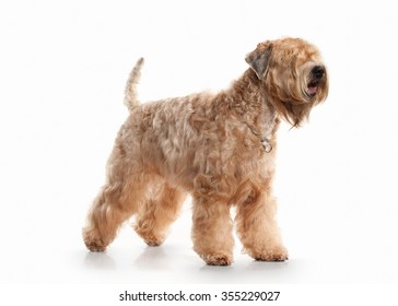 Irish Soft Coated Wheaten Terrier