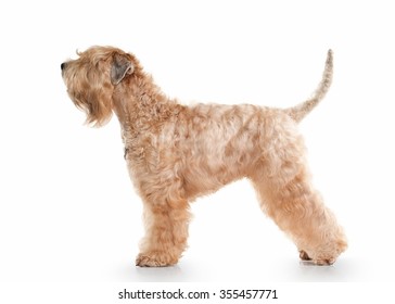 Irish Soft Coated Wheaten Terrier