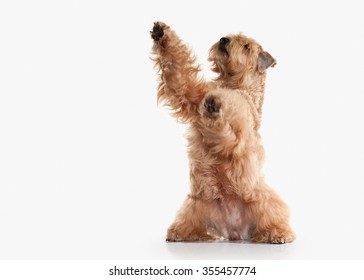 Irish Soft Coated Wheaten Terrier