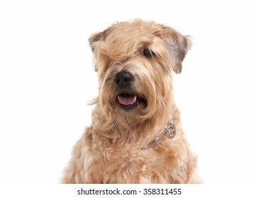 Irish Soft Coated Wheaten Terrier