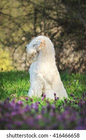 Irish Soft Coated Wheaten Terrier