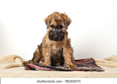  Irish Soft Coated Wheaten Terrier On White Background