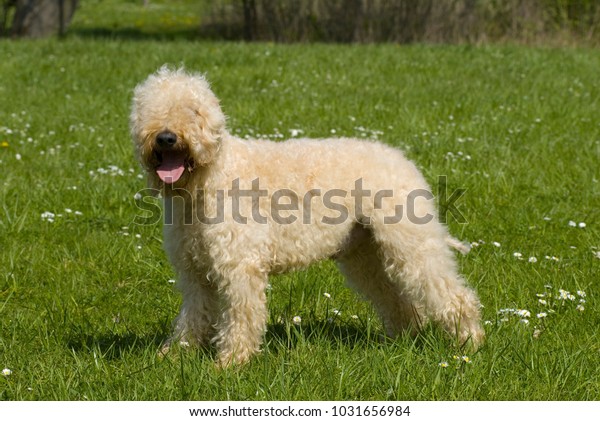 Irish soft coated wheaten\
terrier dog
