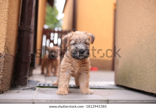 Irish soft coated\
wheaten terrier puppy