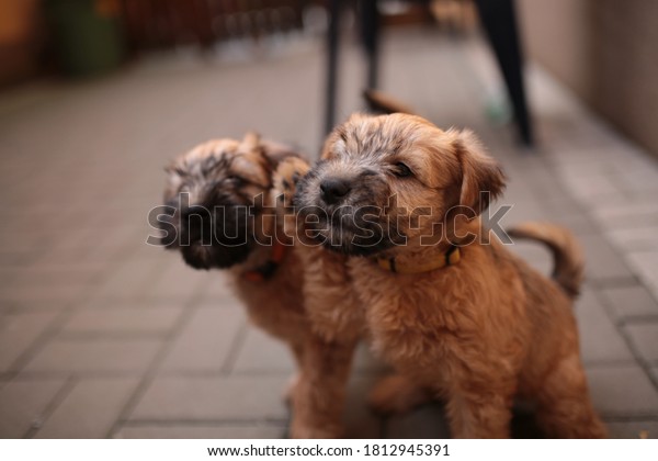 Irish soft coated\
wheaten terrier puppy