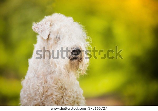 Irish Soft-coated Wheaten
Terrier