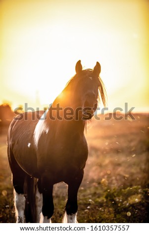 Similar – Foto Bild Pferd im Gegenlicht ruhig