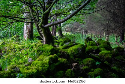 Irish Sycamore among the moss, Glencree, Ireland
