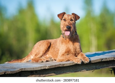 Irish Terrier Dog 