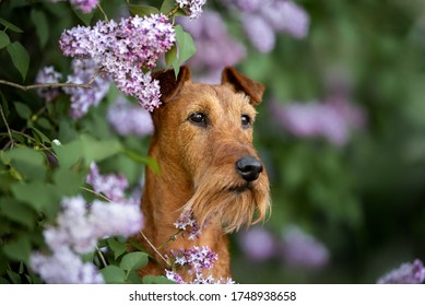 Irish Terrier Dog Portrait Outdoors In Spring