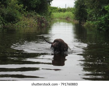 Irish Water Spaniel In Water