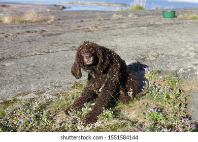 An Irish Water Spaniel In The Country Side