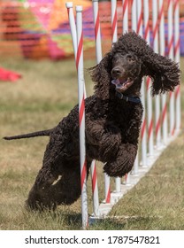 Irish Water Spaniel Dog Doing Agility