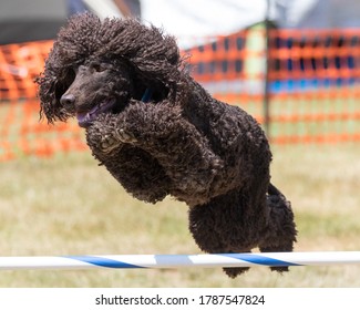 Irish Water Spaniel Dog Doing Agility