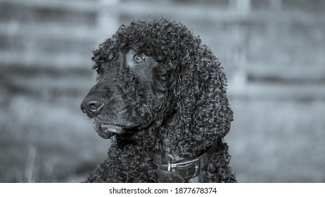 Irish Water Spaniel In Mono