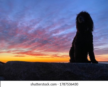 Irish Water Spaniel On Beach At Sunrise