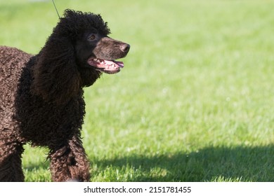 Irish Water Spaniel On Field Of Grass